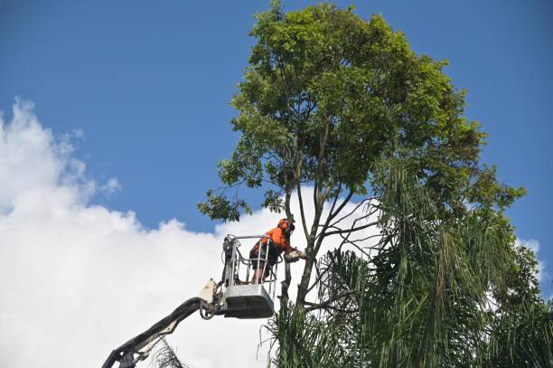 Seasonal Cleanup in Bayou La Batre, AL